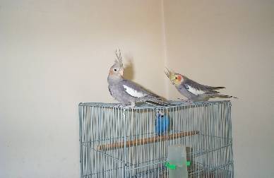 玄鳳
