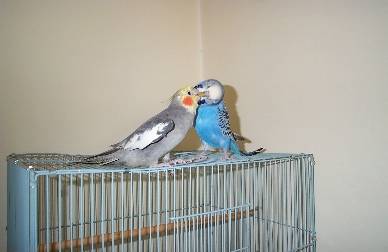 玄鳳與阿蘇兒