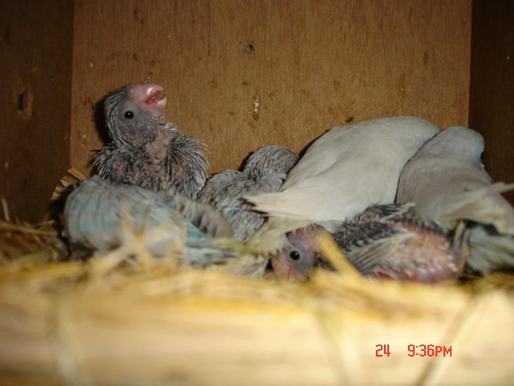 美國白太平洋幼鳥
