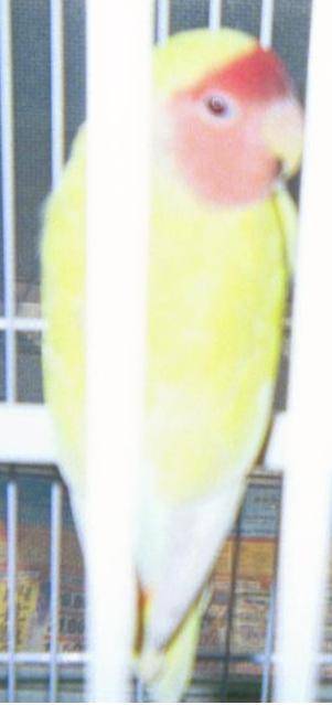 anne