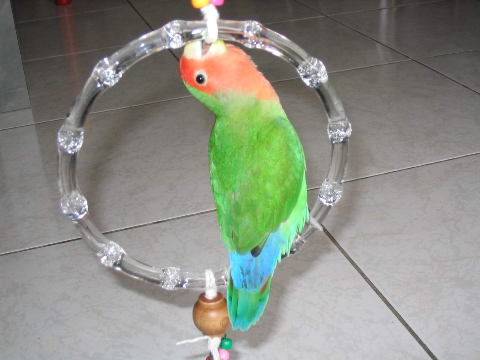 鳥聚的教學玩具..