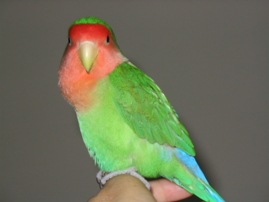 媽咪說我是澎澎鳥