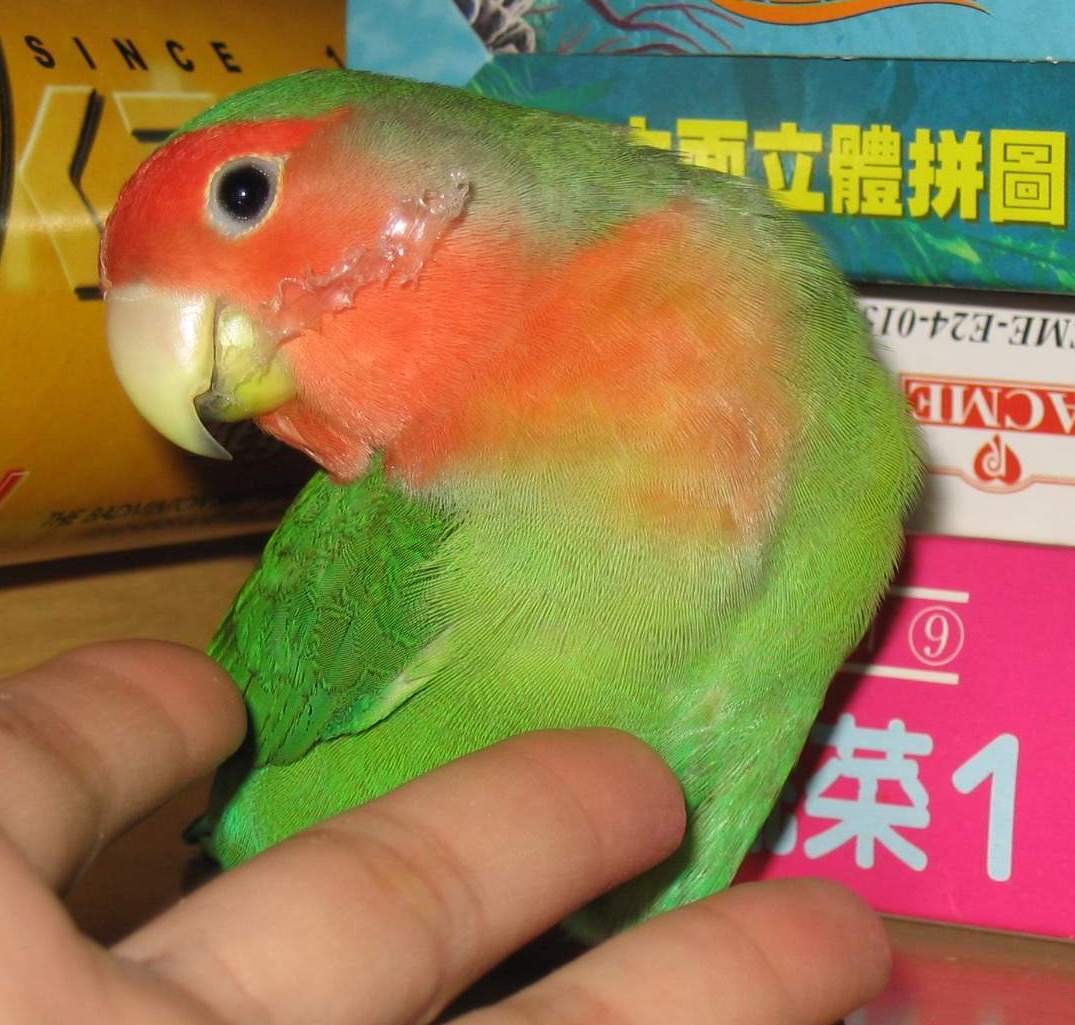 含情脈脈