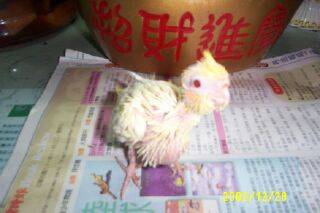 玄鳳寶寶