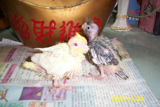 兩隻玄鳳bb