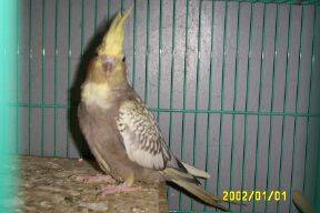 珍珠玄鳳