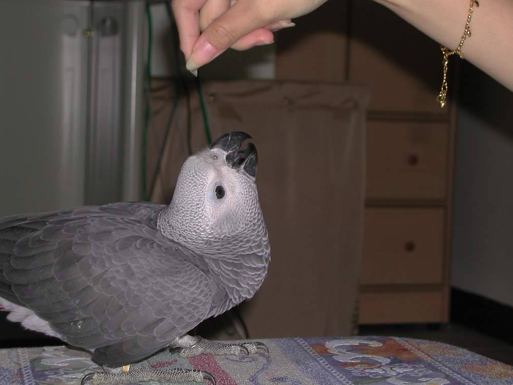 裝幼鳥