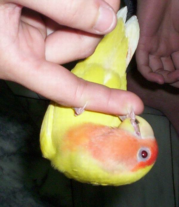 看我的倒吊神工..