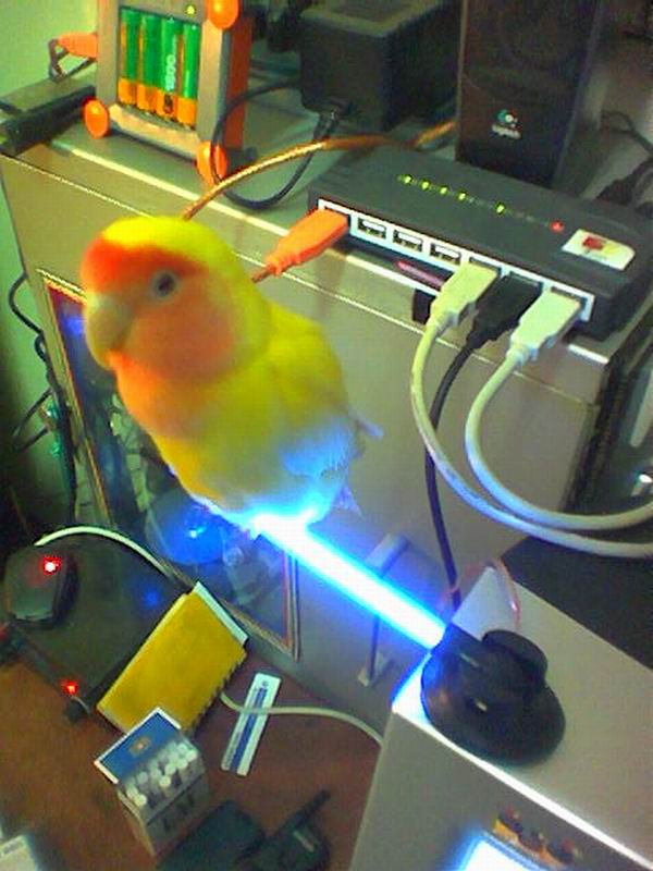3鳥+1鳥=紅目小鸚