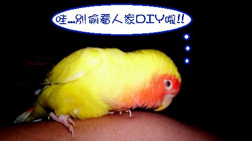 別偷看人家DIY啦