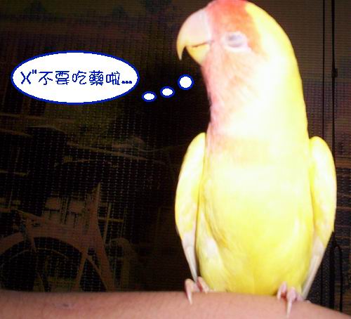 小鸚 吃藥藥了...
