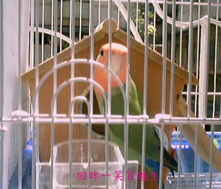 回眸一笑百媚生