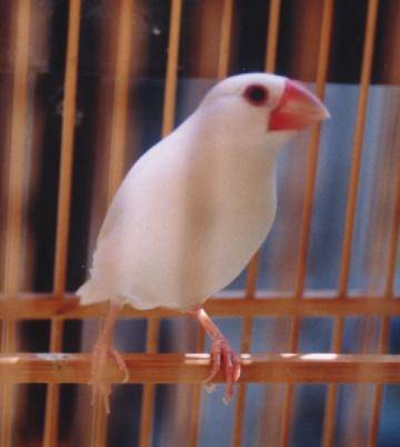 超愛洗澡的美美文鳥~阿文~