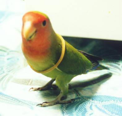 可可寫真