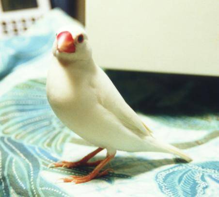 阿文寫真