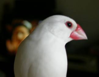 風雅文鳥相