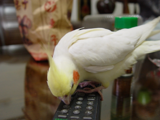 玄鳳可美_我與遙控器