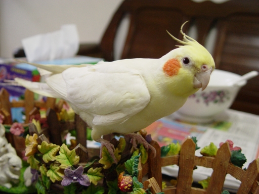 玄鳳可美_我好漂亮