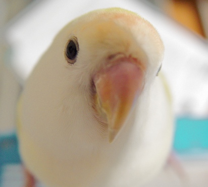 粉嫩美小鸚之大頭鳥篇