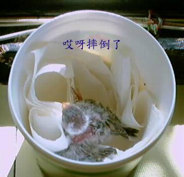 球球的照片