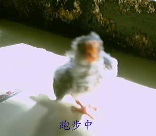 看我跑跑跑~