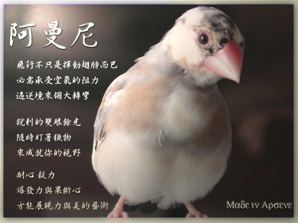 阿曼尼的寫真封面