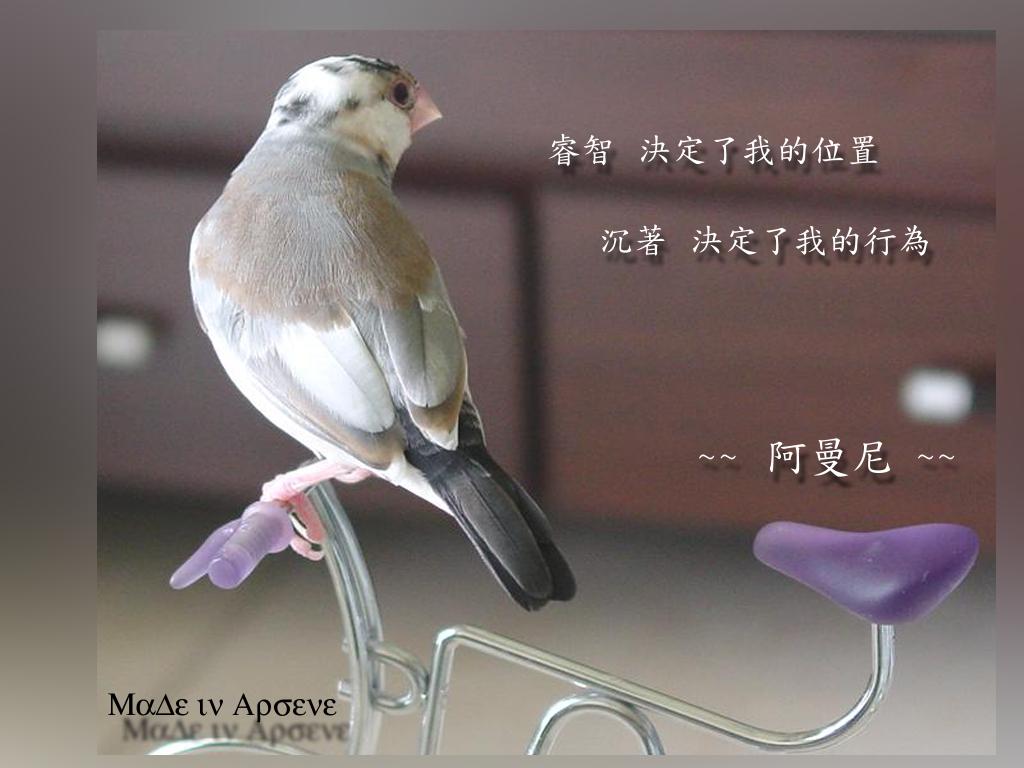 裝酷的阿曼尼