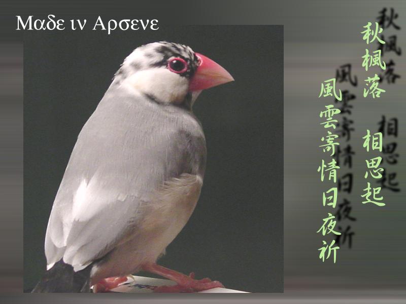 長大後走憂鬱路線的阿曼尼