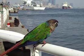 春天來了沒?
