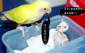 老大!有間諜!!-1
