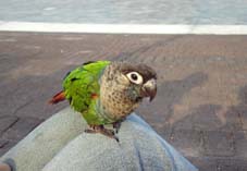 木頭人(鳥)?