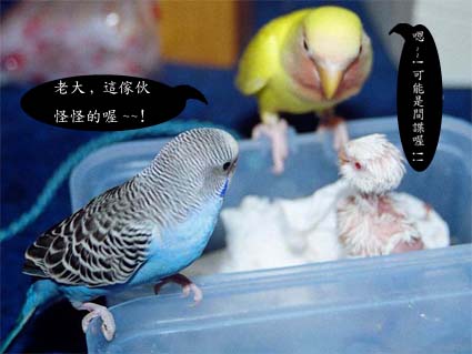 老大!有間諜!!-2