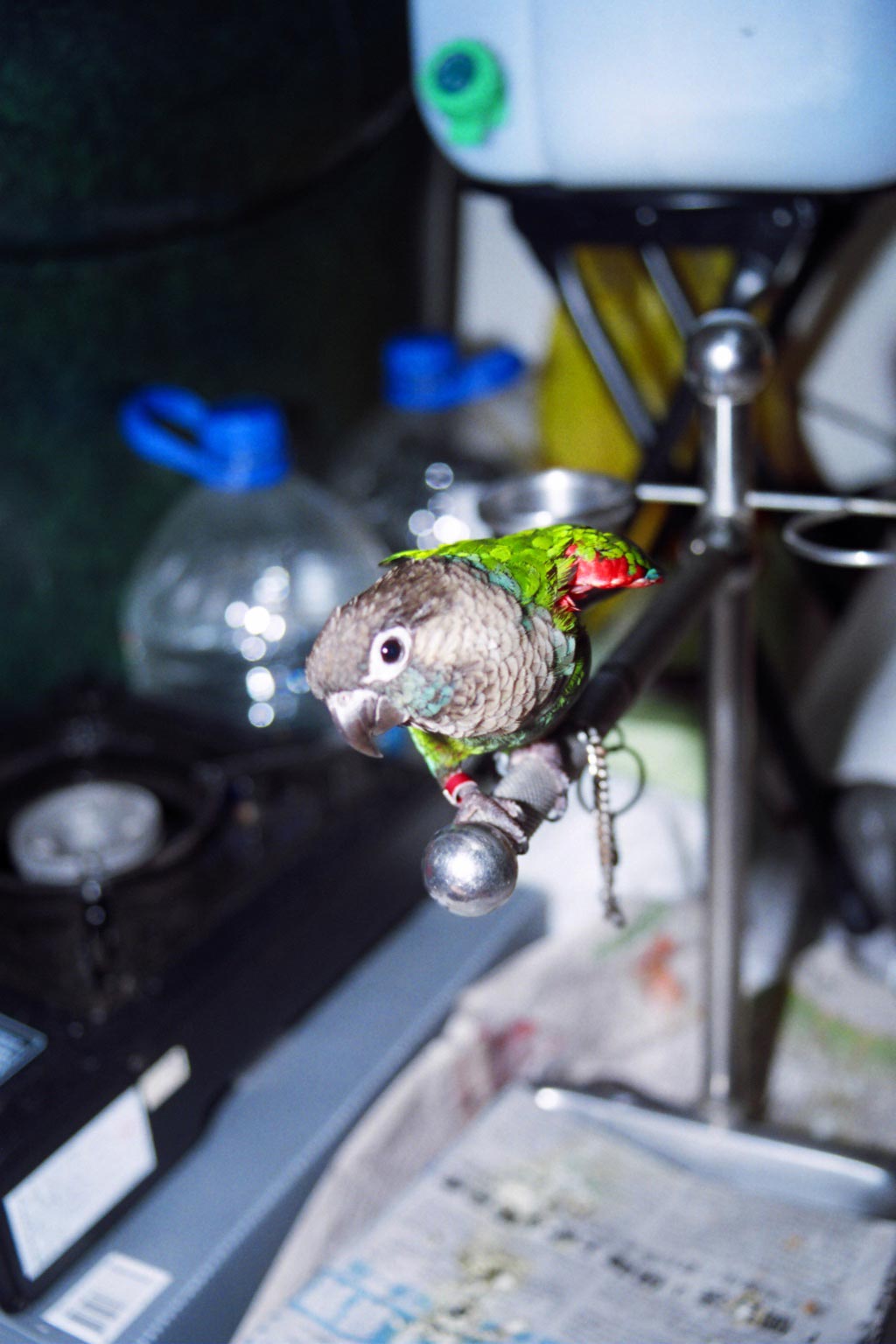 1.2.3   木頭鳥....