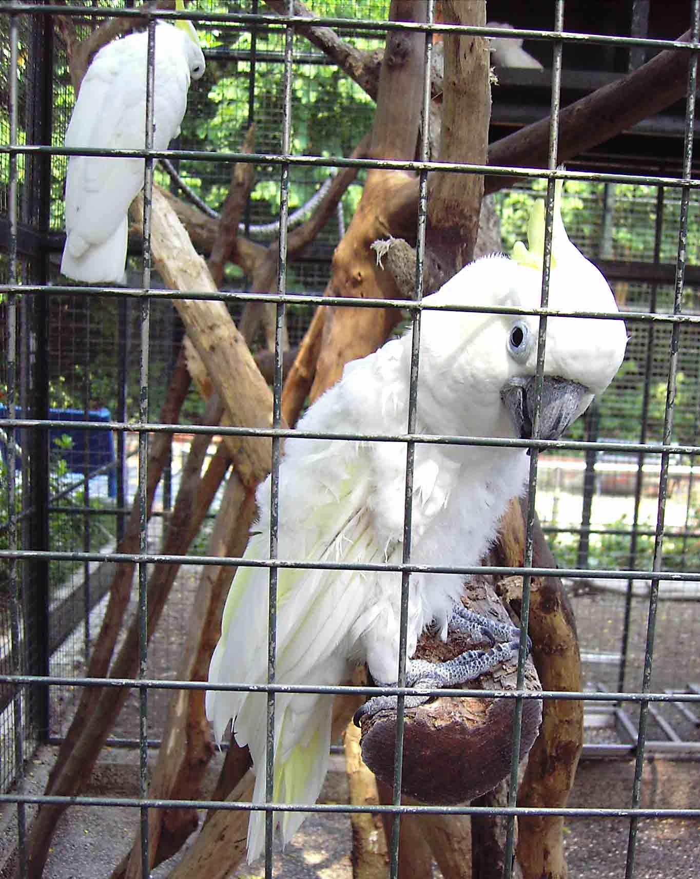 壽山動物園的巴丹