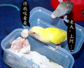 老大！有間諜！－３