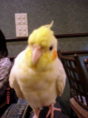 大嘴鳥、大嘴鳥，大嘴大嘴大嘴大頭……大嘴鳥！