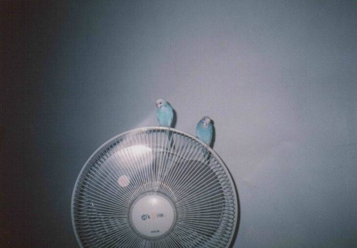 追風小鳥