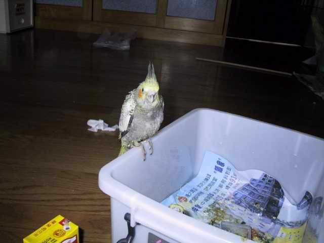 卡妹