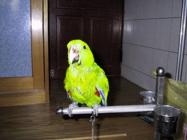 大笨鳥