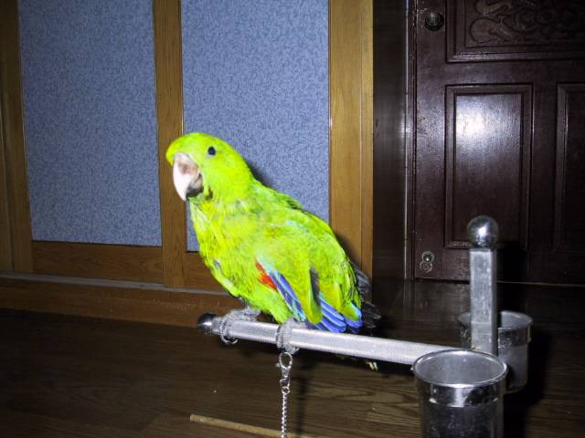 大苯鳥