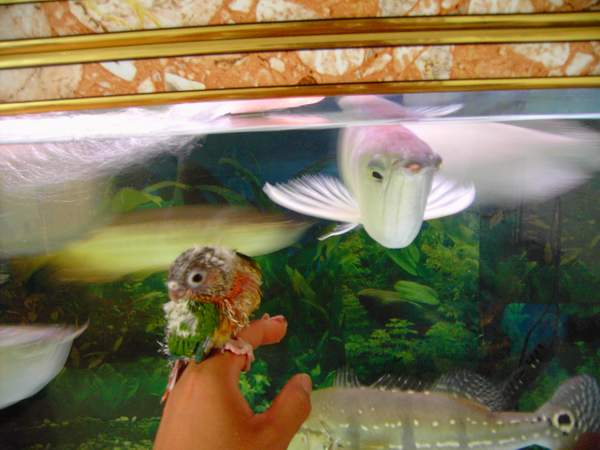 不乖就把你丟去餵魚...