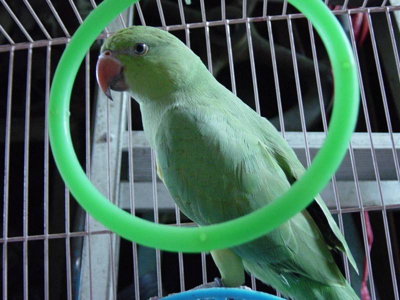awen