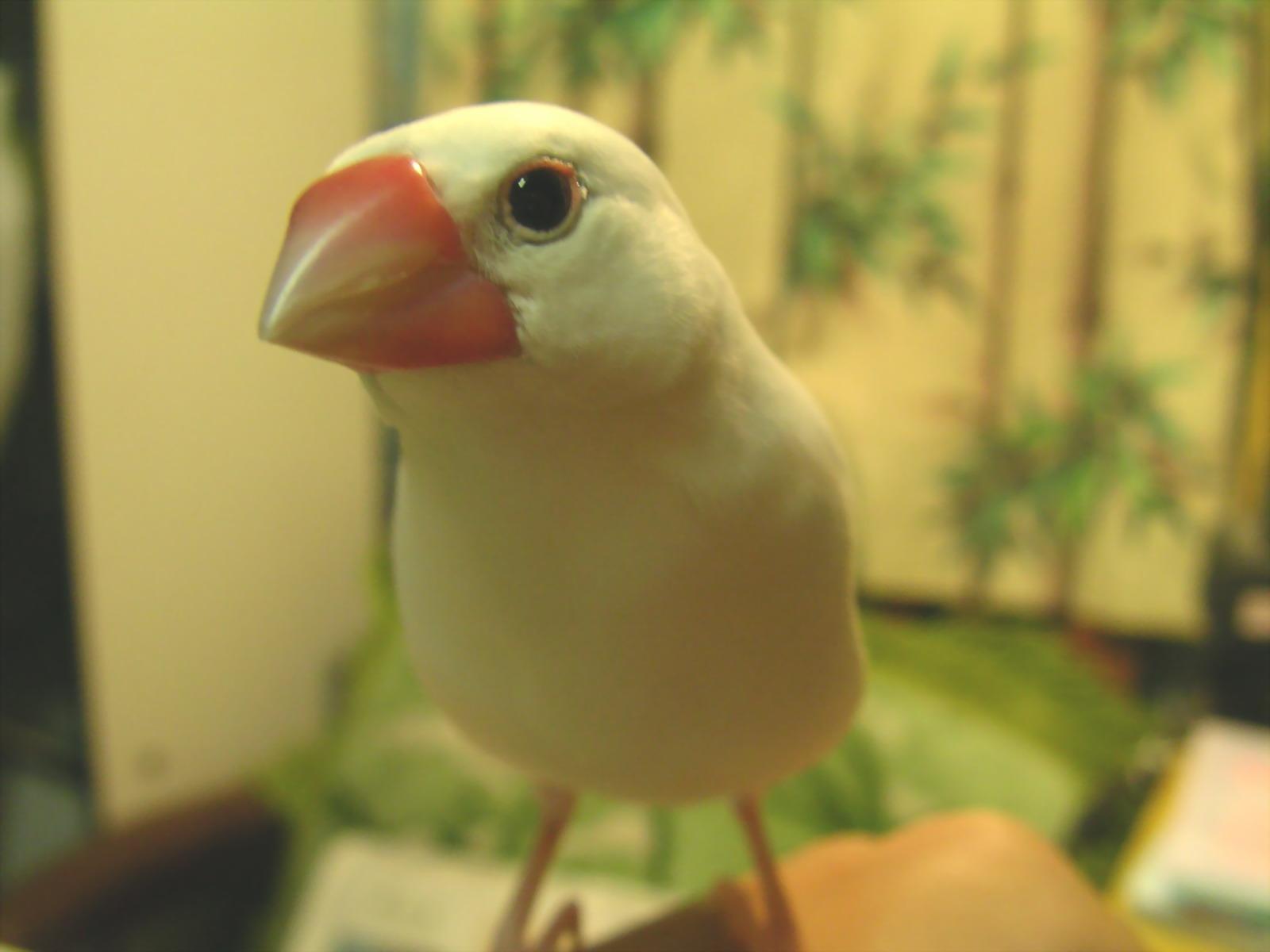 香奈兒口紅!雪白的衣服!紅框眼鏡!