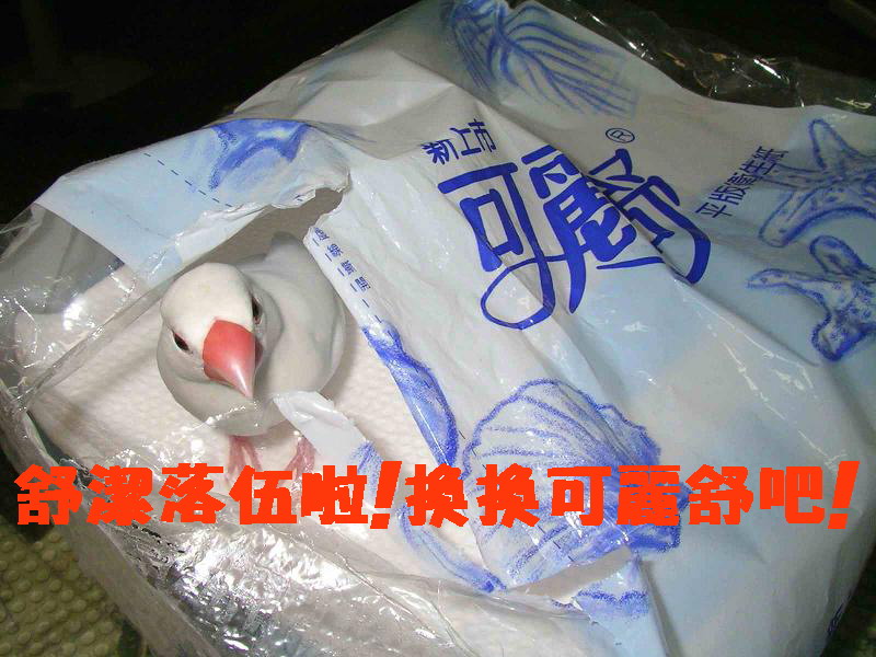 舒潔~拉布拉多~遜掉了