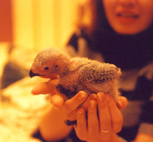 我家有鳥初長成
