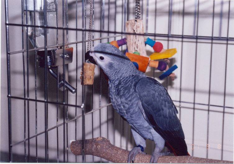 我家有鳥初長成