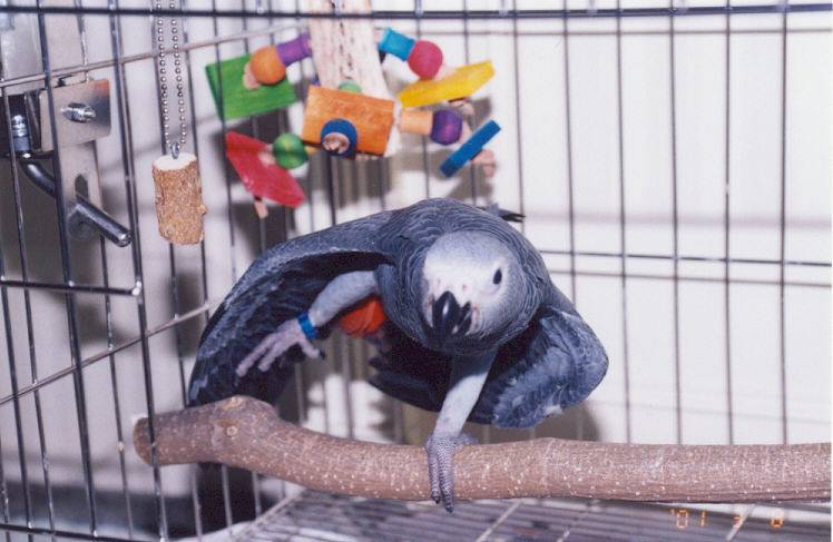 我家有鳥初長成