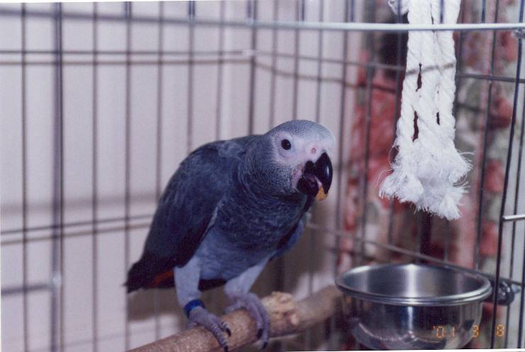 我家有鳥初長成