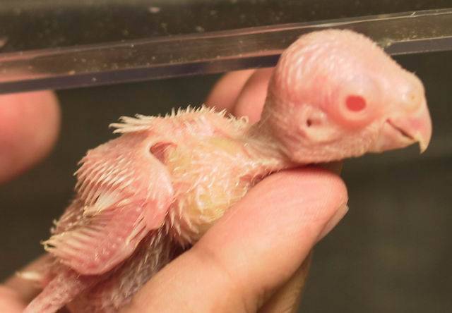太平洋幼鳥