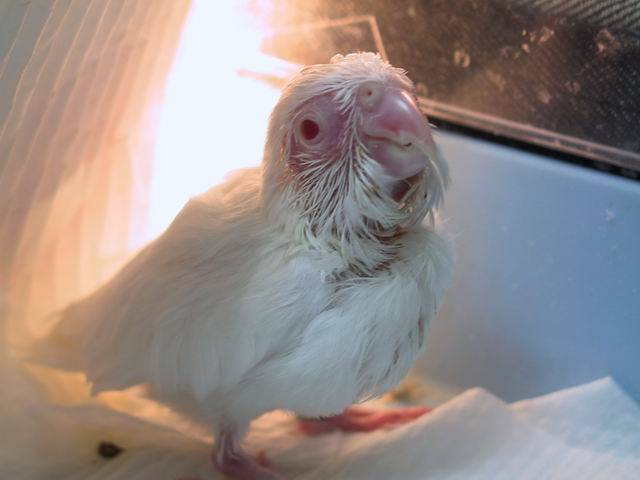 太平洋幼鳥